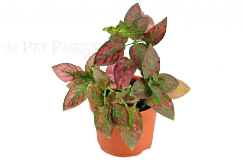 Hypoestes phyllostachya RED